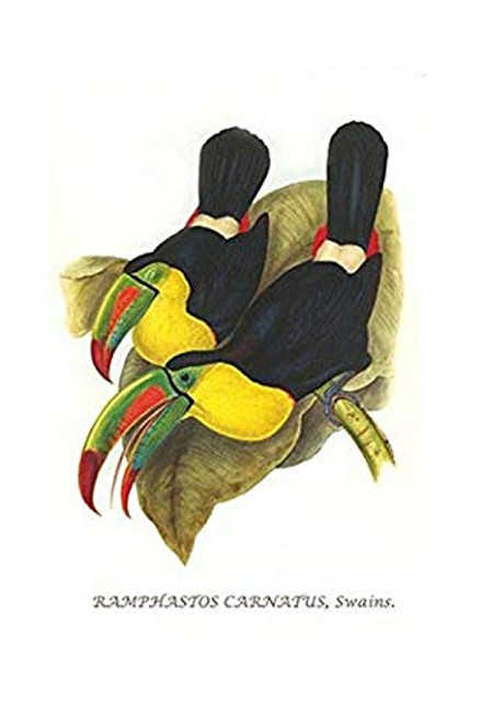 Buyenlarge 0-587-29195-8-G1624 Rainbow or Keel Billed Toucan Fine Art Giclee Print, 16" x 24" Buyenlarge 0-587-29195-8-G1624 Rainbow or Keel Billed Toucan Fine Art Giclee Print, 16" x 24"