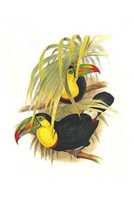 Buyenlarge 0-587-29196-6-G1624 Rainbow or Keel Billed Toucan Fine Art Giclee Print, 16" x 24" Buyenlarge 0-587-29196-6-G1624 Rainbow or Keel Billed Toucan Fine Art Giclee Print, 16" x 24"