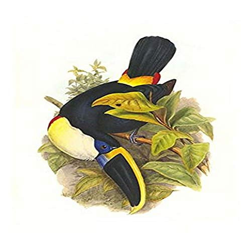 Buyenlarge 0-587-29206-7-G812 Cuvier's Toucan (Edition 4469)" Fine Art Giclee Print, 8 x 12 Buyenlarge 0-587-29206-7-G812 Cuvier's Toucan (Edition 4469)" Fine Art Giclee Print, 8 x 12