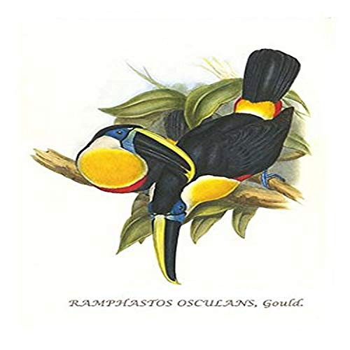 Buyenlarge 0-587-29211-3-G812 Hybrid Toucan (Edition 4474)" Fine Art Giclee Print, 8 x 12 Buyenlarge 0-587-29211-3-G812 Hybrid Toucan (Edition 4474)" Fine Art Giclee Print, 8 x 12