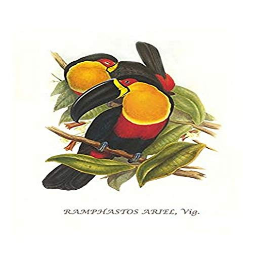 Buyenlarge 0-587-29215-6-G812 Ariel Toucan (Edition 4478)" Fine Art Giclee Print, 8 x 12 Buyenlarge 0-587-29215-6-G812 Ariel Toucan (Edition 4478)" Fine Art Giclee Print, 8 x 12