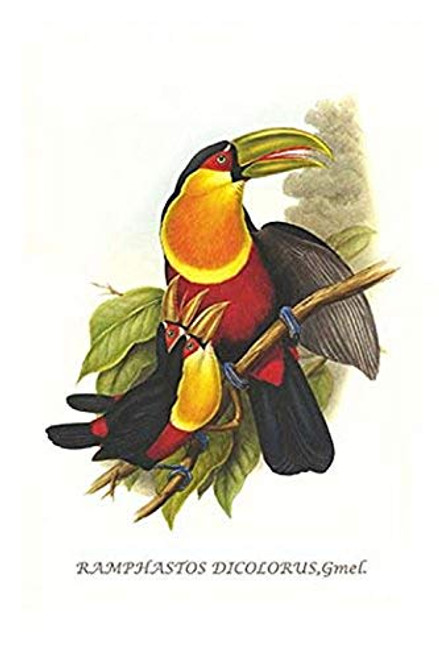 Buyenlarge 0-587-29219-9-G1624 Red Breaster Toucan & Green Billed Fine Art Giclee Print, 16" x 24" Buyenlarge 0-587-29219-9-G1624 Red Breaster Toucan & Green Billed Fine Art Giclee Print, 16" x 24"