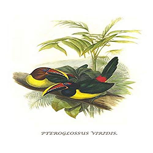 Buyenlarge 0-587-29240-7-G812 Curl Crested Aracari (Edition 4502)" Fine Art Giclee Print, 8 x 12