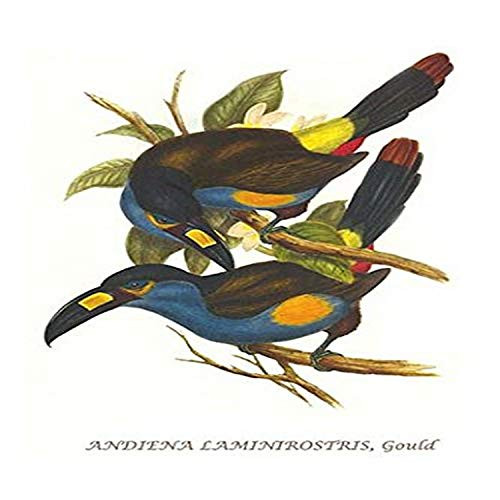 Buyenlarge 0-587-29267-9-G812 Plate Billed Mountain Toucan (Edition 4528)" Fine Art Giclee Print, 8 x 12 Buyenlarge 0-587-29267-9-G812 Plate Billed Mountain Toucan (Edition 4528)" Fine Art Giclee Print, 8 x 12