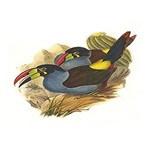 Buyenlarge 0-587-29268-7-G812 Grey Breasted Mountain Toucan (Edition 4529)" Fine Art Giclee Print, 8 x 12 Buyenlarge 0-587-29268-7-G812 Grey Breasted Mountain Toucan (Edition 4529)" Fine Art Giclee Print, 8 x 12