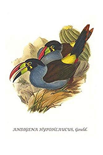 Buyenlarge 0-587-29269-5-G1624 Grey Breasted Mountain Toucan Fine Art Giclee Print, 16" x 24"