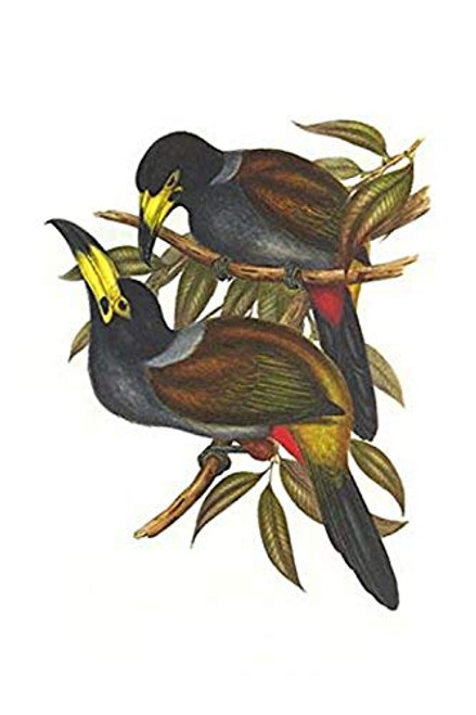 Buyenlarge 0-587-29270-9-G1624 Hooded Mountain Toucan Fine Art Giclee Print, 16" x 24"