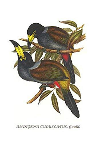 Buyenlarge 0-587-29271-7-G1624 Hooded Mountain Toucan Fine Art Giclee Print, 16" x 24"