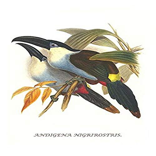 Buyenlarge 0-587-29273-3-G812 Black Billed Mountain Toucan (Edition 4534)" Fine Art Giclee Print, 8 x 12 Buyenlarge 0-587-29273-3-G812 Black Billed Mountain Toucan (Edition 4534)" Fine Art Giclee Print, 8 x 12