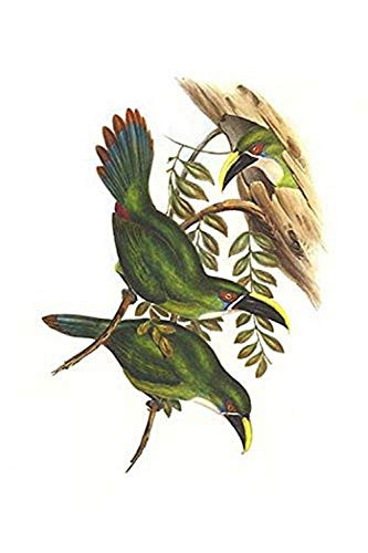 Buyenlarge 0-587-29292-x-G1624 White Throated Toucanet Fine Art Giclee Print, 16" x 24"