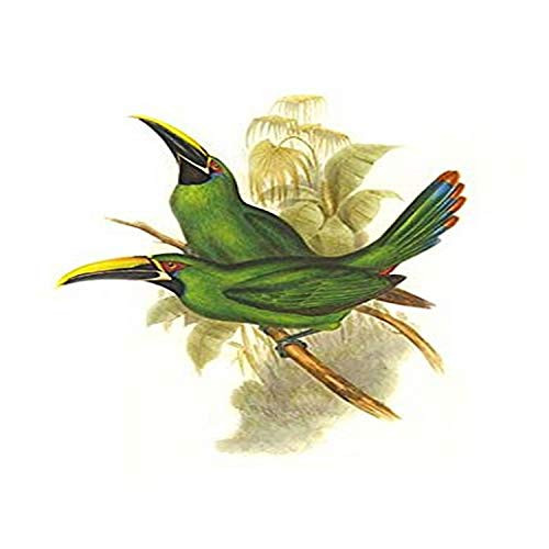 Buyenlarge 0-587-29294-6-G812 Black Throated Toucanet (Edition 4554)" Fine Art Giclee Print, 8 x 12