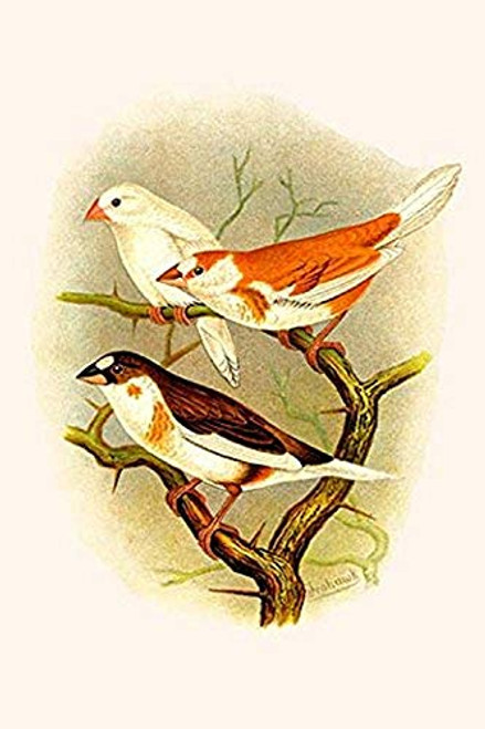 Buyenlarge 0-587-29526-0-G1624 Bengalee Fine Art Giclee Print, 16" x 24" Buyenlarge 0-587-29526-0-G1624 Bengalee Fine Art Giclee Print, 16" x 24"
