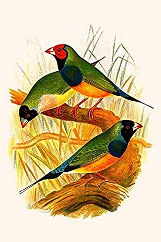 Buyenlarge 0-587-29527-9-G1624 Gouldian Finch Fine Art Giclee Print, 16" x 24"