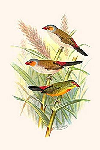 Buyenlarge 0-587-29543-0-G1624 Orange Cheeked Waxbill & Zebra Waxbill Fine Art Giclee Print, 16" x 24"