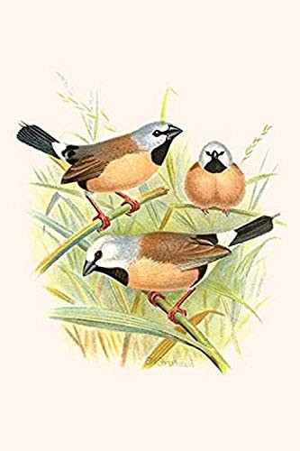 Buyenlarge 0-587-29555-4-G1624 Parson Finch Fine Art Giclee Print, 16" x 24"