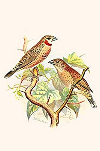 Buyenlarge 0-587-29557-0-G1624 Ribbon Finch or Cut Throat Finch Fine Art Giclee Print, 16" x 24"