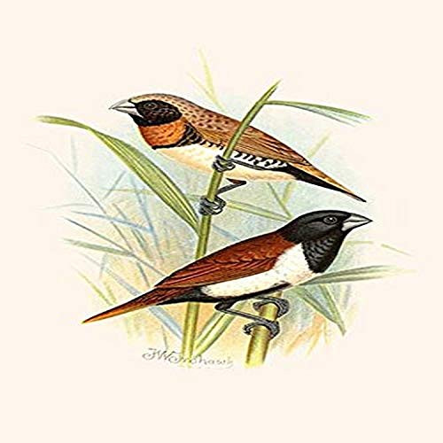 Buyenlarge 0-587-29564-3-G1827 'Chestnut Breasted Finch & Three Colored Mannikin' Giclee Fine Art Print, 18" x 27"