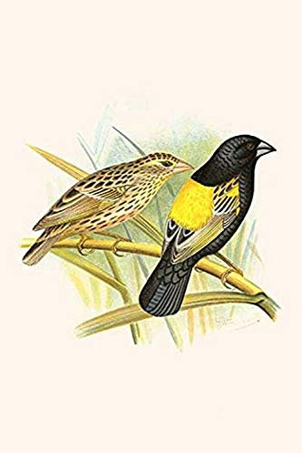 Buyenlarge 0-587-29575-9-G1624 Yellow Shouldered Weaver Fine Art Giclee Print, 16" x 24"