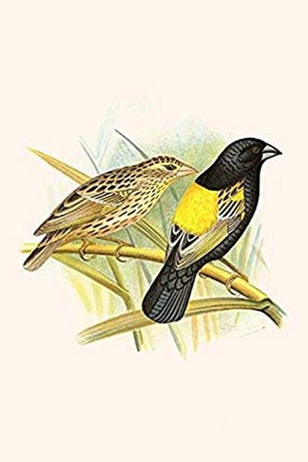 Buyenlarge 0-587-29575-9-G812 Yellow Shouldered Weaver (Edition 4668)" Fine Art Giclee Print, 8 x 12