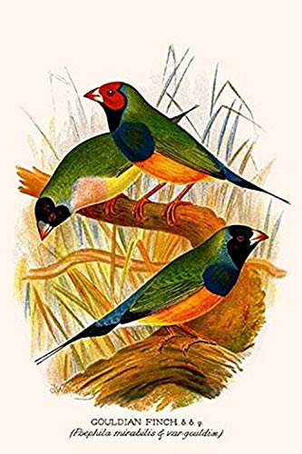 Buyenlarge 0-587-29590-2-G1624 Gouldian Finch Fine Art Giclee Print, 16" x 24"