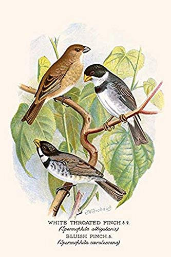 Buyenlarge 0-587-29603-8-G1624 White Throated Finch Fine Art Giclee Print, 16" x 24"