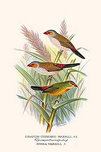 Buyenlarge 0-587-29606-2-G1624 Orange Cheeked Waxbill & Zebra Waxbill Fine Art Giclee Print, 16" x 24"