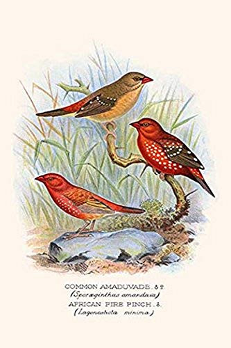 Buyenlarge 0-587-29607-0-G1624 Amaduvade Waxbill Fine Art Giclee Print, 16" x 24"