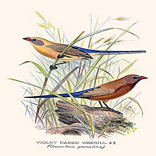 Buyenlarge 0-587-29609-7-G1827 'Violet-Eared Waxbill' Giclee Fine Art Print, 18" x 27"