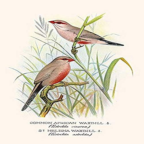 Buyenlarge 0-587-29611-9-G812 Common African Waxbill & St. Helena Waxbill (Edition 4704)" Fine Art Giclee Print, 8 x 12