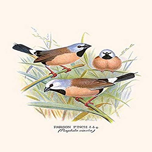 Buyenlarge 0-587-29618-6-G812 Parson Finch (Edition 4711)" Fine Art Giclee Print, 8 x 12 Buyenlarge 0-587-29618-6-G812 Parson Finch (Edition 4711)" Fine Art Giclee Print, 8 x 12