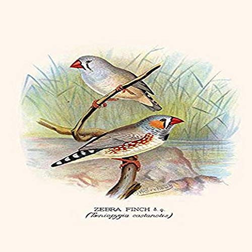 Buyenlarge 0-587-29621-6-G1827 'Zebra Finch' Giclee Fine Art Print, 18" x 27"