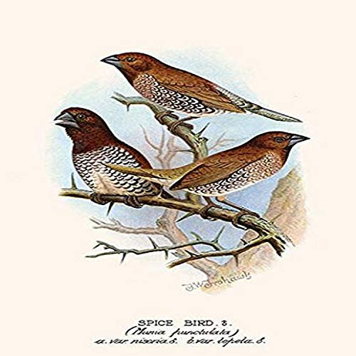 Buyenlarge 0-587-29626-7-G1827 'Spice Bird' Giclee Fine Art Print, 18" x 27"