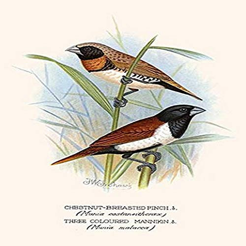 Buyenlarge 0-587-29627-5-P2030 'Chestnut Breasted Finch and Three Colored Mannikin' Paper Poster, 20 by 30-Inch