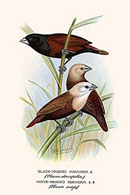 Buyenlarge 0-587-29628-3-G1624 Black Headed Mannikin & White Headed Mannikin Fine Art Giclee Print, 16" x 24"