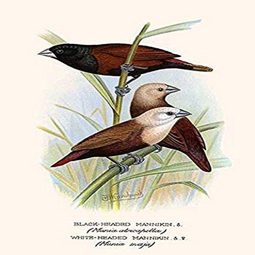 Buyenlarge 0-587-29628-3-G1827 'Black Headed Mannikin & White Headed Mannikin' Giclee Fine Art Print, 18" x 27"