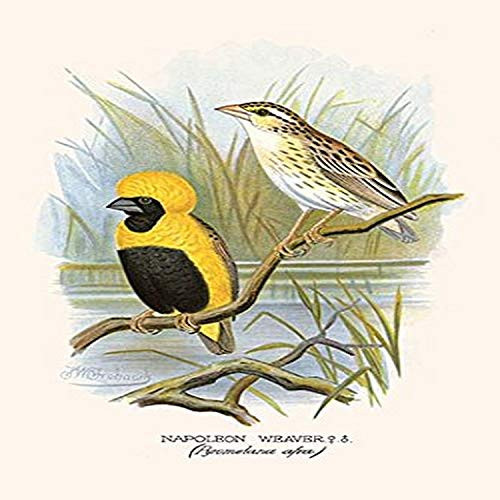 Buyenlarge 0-587-29639-9-G1827 'Napoleon Weaver' Giclee Fine Art Print, 18" x 27"