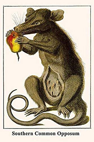 Buyenlarge 0-587-29672-0-G1624 Southern Common Opposum Fine Art Giclee Print, 16" x 24"