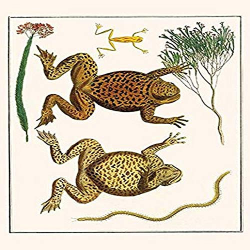 Buyenlarge Giant Toad, Tree Frog and Centipede Fine Art Giclee Print, 8" by 12"