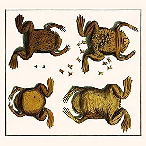 Buyenlarge Surinam Toad, 8" X 12" Fine Art Giclee Print