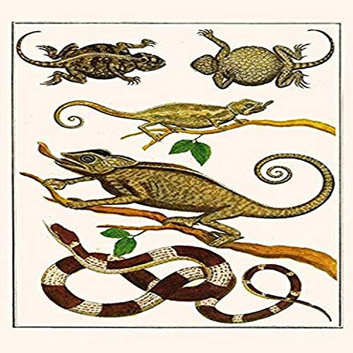 Buyenlarge Lizards, Snakes, Chameleons Fine Art Giclee Print, 8" by 12"