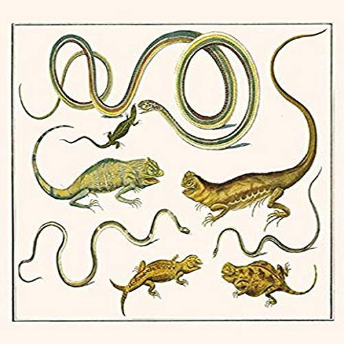 Buyenlarge Snakes & Lizards - 8" X 12" Fine Art Giclee Print. (Edition 4744),