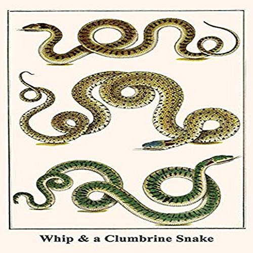 Buyenlarge Whip & a Clumbrine Snake - 8" X 12" Fine Art Giclee Print