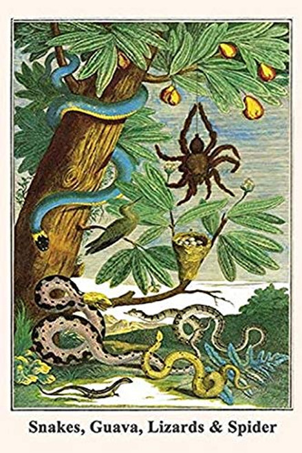 Buyenlarge 0-587-29742-5-G1624 Snakes, Guava, Lizards & Spider Fine Art Giclee Print, 16" x 24"