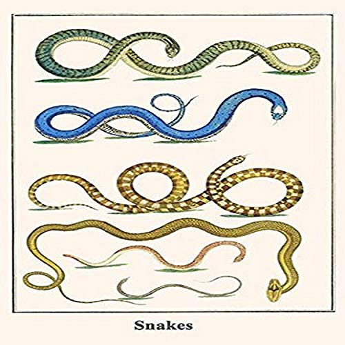Buyenlarge Snakes - 8" X 12" Fine Art Giclee Print. (Edition 4747),