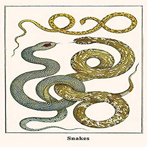 Buyenlarge Snakes - 8" X 12" Fine Art Giclee Print. (Edition 4748),