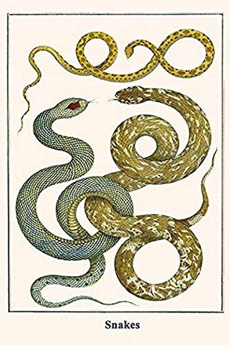 Buyenlarge Snakes - 18" X 27" Paper Poster. (Edition 11851),