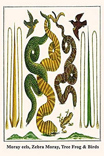 Buyenlarge 0-587-29761-1-G1624 Moray Eels, Zebra Moray, Tree Frog & Birds Fine Art Giclee Print, 16" x 24"