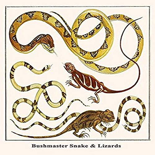 Buyenlarge Bushmaster Snake & Lizards - 8" X 12" Fine Art Giclee Print