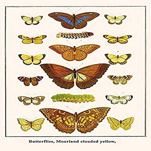 Buyenlarge 0-587-29862-6-G1827 'Butterflies, Moorland Clouded Yellow,' Giclee Fine Art Print, 18" x 27"
