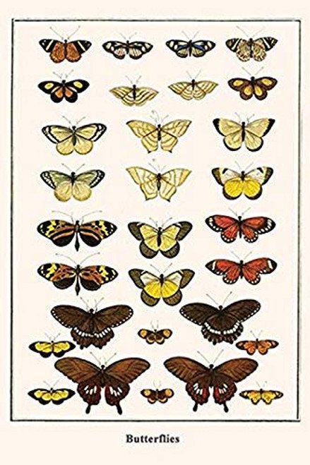 Buyenlarge 0-587-29871-5-G1624 Butterflies Fine Art Giclee Print, 16" x 24" Buyenlarge 0-587-29871-5-G1624 Butterflies Fine Art Giclee Print, 16" x 24"